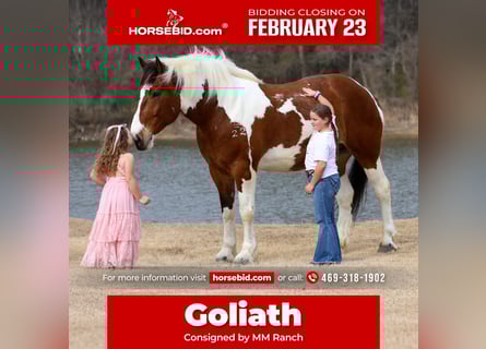 Draft Horse Mix, Gelding, 6 years, 18 hh, Pinto