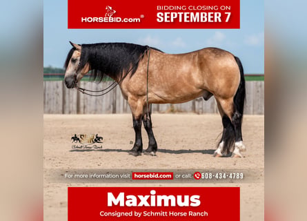 Draft Horse Mix, Gelding, 6 years, Buckskin