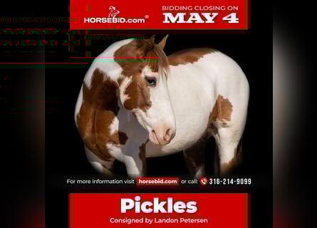 Draft Horse Mix, Gelding, 6 years, Pinto