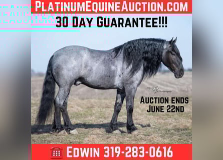 Draft Horse, Gelding, 6 years, Roan-Blue