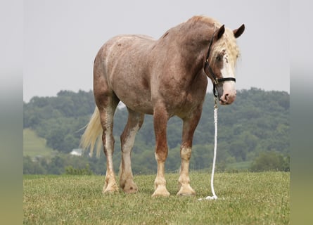 Draft Horse Mix, Gelding, 6 years, Roan-Red
