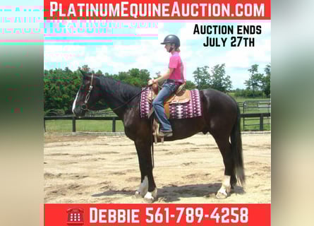 Draft Horse, Gelding, 6 years, Tobiano-all-colors