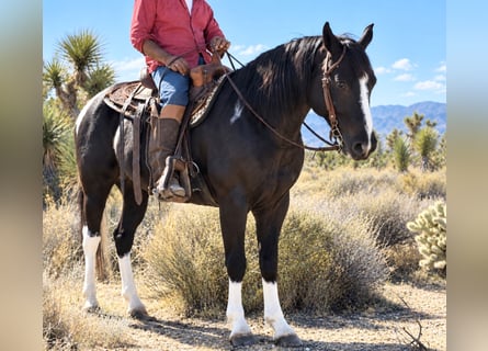 Draft Horse Mix, Gelding, 6 years, Tobiano-all-colors