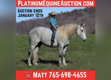 Draft Horse, Gelding, 7 years, 15,2 hh, Gray-Dapple