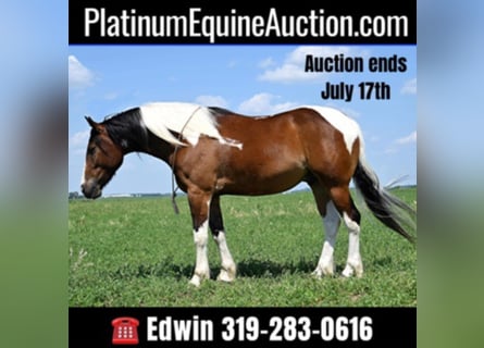 Draft Horse, Gelding, 7 years, 15,2 hh, Tobiano-all-colors