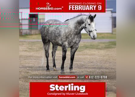 Draft Horse Mix, Gelding, 7 years, 15 hh, Grey