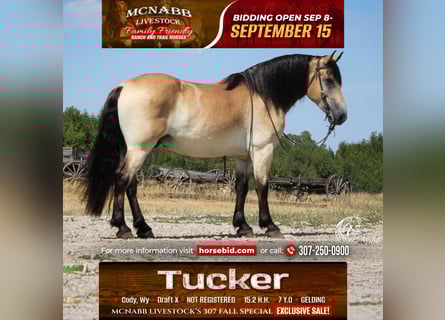 Draft Horse Mix, Gelding, 7 years, 15,2 hh, Buckskin