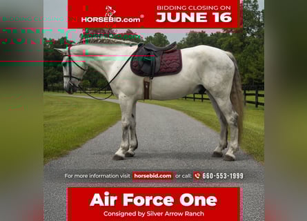 Draft Horse Mix, Gelding, 7 years, 15,2 hh, Gray