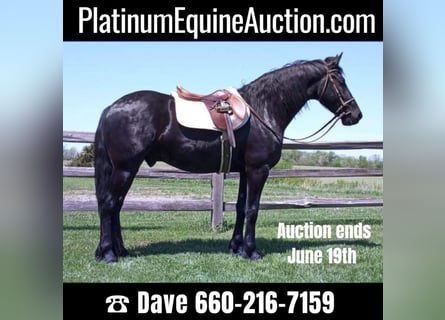 Draft Horse, Gelding, 7 years, 15,3 hh, Black