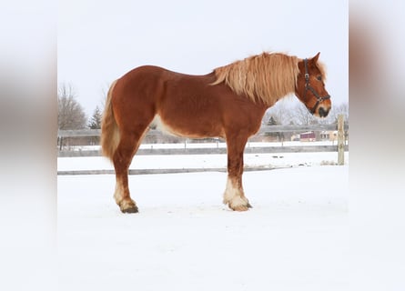 Draft Horse, Gelding, 7 years, 16.1 hh, Chestnut