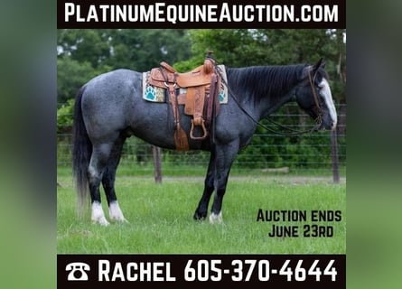 Draft Horse, Gelding, 7 years, 16,1 hh, Roan-Blue