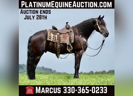 Draft Horse, Gelding, 7 years, 16.2 hh, Black