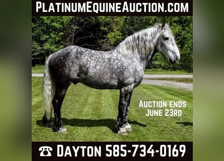 Draft Horse, Gelding, 7 years, 16,3 hh, Gray-Dapple