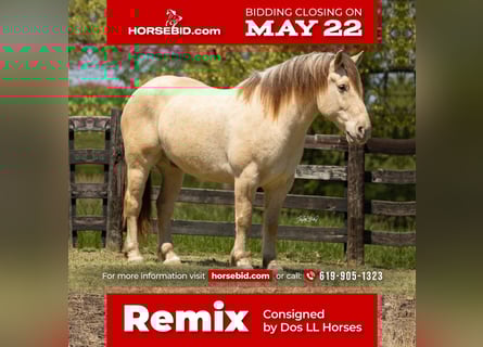 Draft Horse Mix, Gelding, 7 years, 16 hh, Champagne
