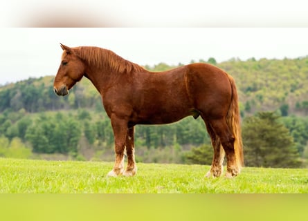 Draft Horse, Gelding, 7 years, 16 hh, Chestnut