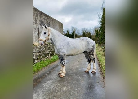 Draft Horse, Gelding, 7 years, 16 hh, Gray-Dapple
