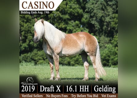 Draft Horse Mix, Gelding, 7 years, 16 hh, Palomino