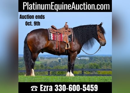Draft Horse, Gelding, 7 years, 16,1 hh, Bay