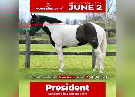 Draft Horse Mix, Gelding, 7 years, 16,1 hh
