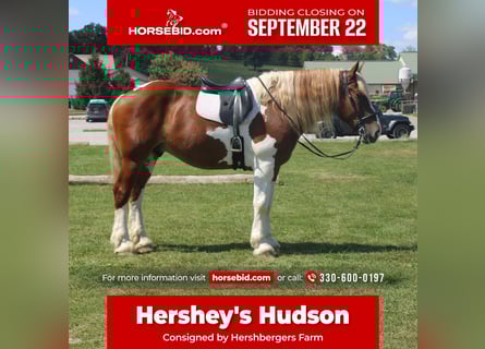 Draft Horse Mix, Gelding, 7 years, 17.3 hh, Pinto