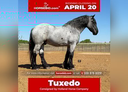 Draft Horse Mix, Gelding, 7 years, 17 hh, Roan-Blue