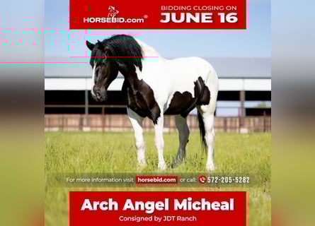 Draft Horse, Gelding, 7 years, 17 hh, Tobiano-all-colors