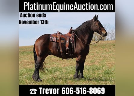 Draft Horse, Gelding, 7 years, Bay