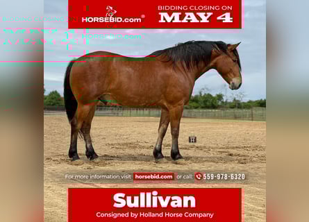 Draft Horse Mix, Gelding, 7 years, Bay