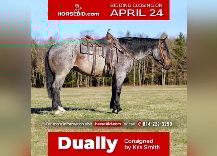 Draft Horse Mix, Gelding, 7 years, Roan-Bay