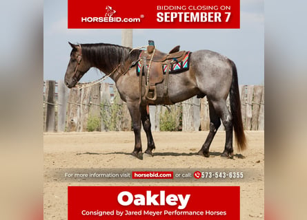 Draft Horse Mix, Gelding, 7 years, Roan-Blue