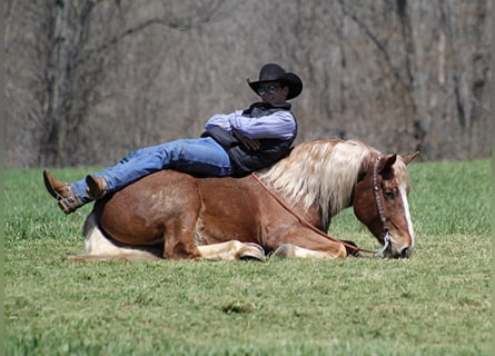 Draft Horse, Gelding, 7 years, Roan-Red