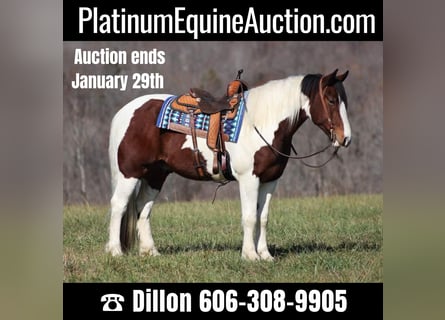 Draft Horse, Gelding, 7 years, Tobiano-all-colors