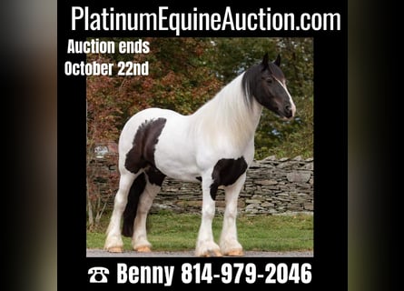 Draft Horse, Gelding, 7 years, Tobiano-all-colors