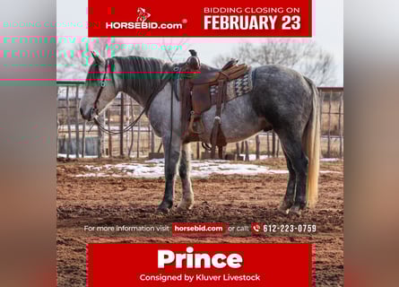 Draft Horse, Gelding, 8 years, 14.3 hh, Grey