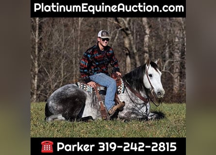 Draft Horse, Gelding, 8 years, 16 hh, Gray-Dapple