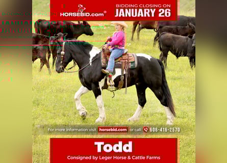 Draft Horse Mix, Gelding, 8 years, 16 hh, Pinto