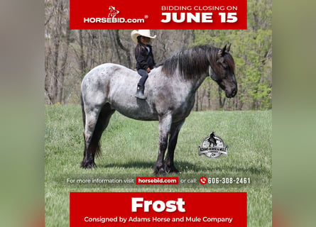 Draft Horse Mix, Gelding, 8 years, 16 hh, Roan-Blue