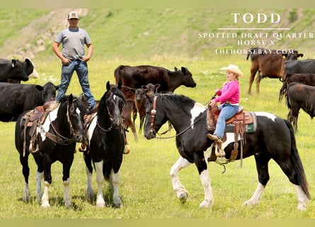 Draft Horse Mix, Gelding, 8 years, 16 hh