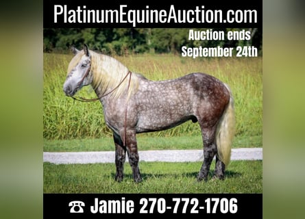 Draft Horse, Gelding, 8 years, 17 hh, Gray-Dapple