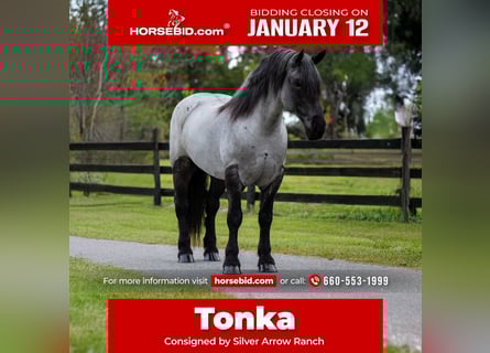 Draft Horse Mix, Gelding, 8 years, 17 hh, Roan-Blue