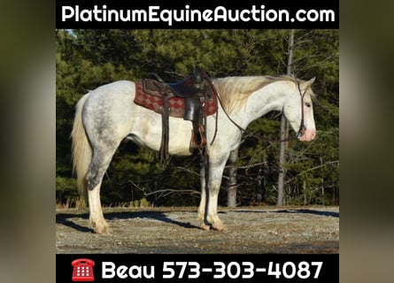 Draft Horse, Gelding, 8 years, Tobiano-all-colors