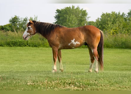 Draft Horse, Gelding, 9 years, 14,2 hh, Sabino