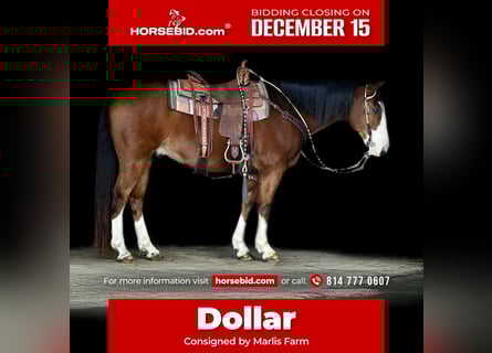 Draft Horse Mix, Gelding, 9 years, 15.1 hh, Bay