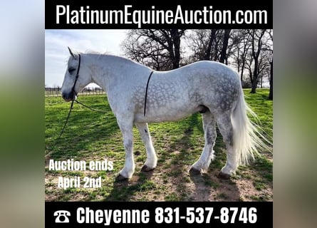 Dapple Grey Horses for sale
