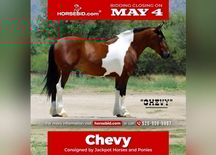 Draft Horse Mix, Gelding, 9 years, 15 hh, Pinto