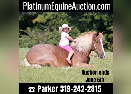 Draft Horse, Gelding, 9 years, 15,3 hh, Sorrel