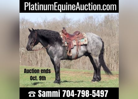 Draft Horse, Gelding, 9 years, 16,1 hh, Roan-Blue