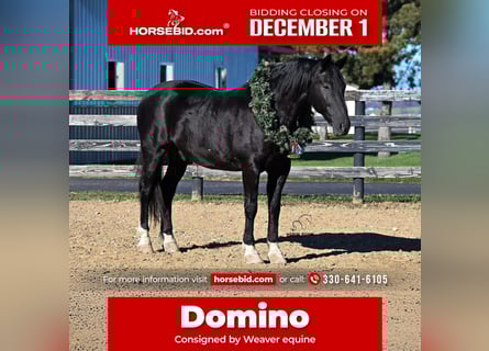 Draft Horse Mix, Gelding, 9 years, 16 hh, Black
