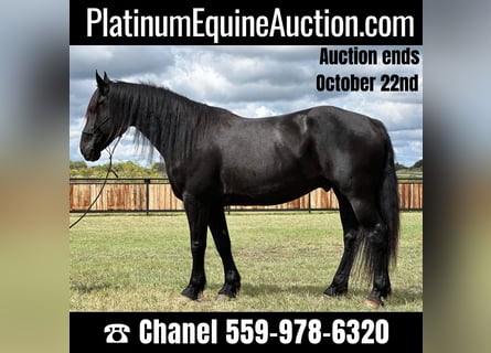 Draft Horse, Gelding, 9 years, 16 hh, Black