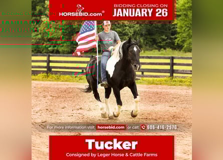 Draft Horse Mix, Gelding, 9 years, 16 hh, Pinto